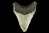 Fossil Megalodon Tooth - North Carolina #147027-1